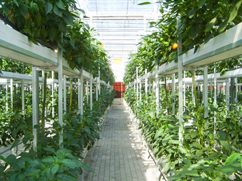 無(wú)土栽培育苗苗床溫室自動(dòng)化